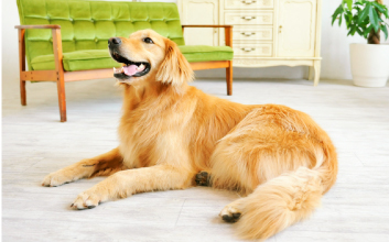 鳴き声＆光熱費を解決