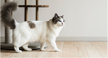 床のキズ・汚れ対策